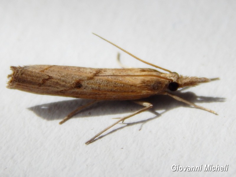 Serie di Falene da ID/confermare